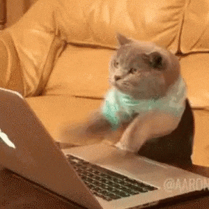 image blog entry cat on computer